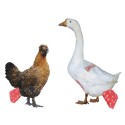 Pet Diapers for Chook Duck Chicken Reusable Chicken Diapers Washable Pet Diapers Bow Tie